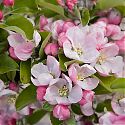 Apple blossom - Malus domestica 'Rosemary Russet'