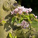 Apple blossom - Malus domestica 'Suntan'