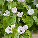 Quince blossom - Cydonia oblonga 'Meeches Prolific'