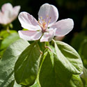 Quince blossom - Cydonia oblonga 'Meeches Prolific'
