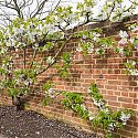 Fan Trained Sweet Cherry - Prunus avium 'Sunburst'