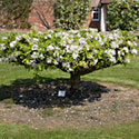 Table Top Apple - Malus domestica 'Michaelmas Red'