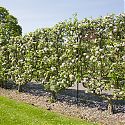 Double 'U' Cordon Apples - Malus domestica 'Brownlees Russet'