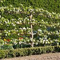 Espalier Apple - Malus domestica 'Katy'