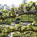 Espalier Apple - Malus domestica 'Katy'