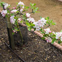 Stepover Apple on M27 rootstock - Malus domestica 'Sunset'
