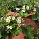 Strawberriy Blossom - Fragaria x ananassa 'Mae'