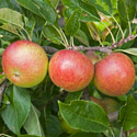 Apple - Malus domestica 'Fiesta'