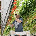 Commercial strawberry picking under glass - Tabletop system