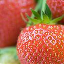 Strawberry -  Fragaria x ananassa 'Elsanta'