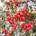 Acid Cherry - Prunus cerasus 'Morello' 