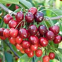 Sweet Cherry - Prunus avium 'Regina'