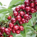 Sweet Cherry - Prunus avium 'Sweetheart'