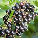 Blackcurrant - Ribes nigrum 'Ben Connan'