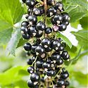 Blackcurrant - Ribes nigrum 'Ben Hope'