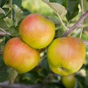 Apple - Malus domestica 'Ribston Pippin'