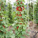 Cordon Redcurrant - Ribes rubrum 'Minnesota 71'