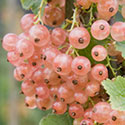 Redcurrant - Ribes rubrum 'Champagne'