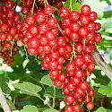 Redcurrant - Ribes rubrum 'Jonkheer van Tets'