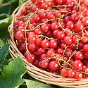 Redcurrant - Ribes rubrum 'Jonkheer van Tets'