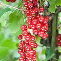Redcurrant - Ribes rubrum 'Rovada'