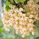 Whitecurrant - Ribes rubrum 'White Grape'