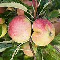 Capsid damage on apple