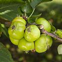 Rosy aphid damage to apple