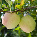 Apple - Malus domestica 'Golden Delicious'