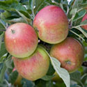 Apple - Malus domestica 'Queen Cox'