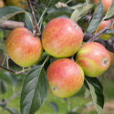 Apple - Malus domestica 'Meridian'