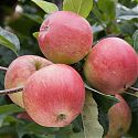 Apple - Malus domestica 'Gala'