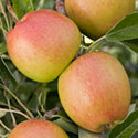 Apple - Malus domestica 'Braeburn'