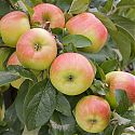 Apple - Malus domestica 'Delbarestival'